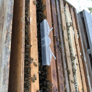 ловушка для пчел