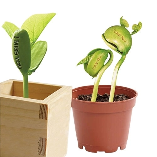 боби з написом