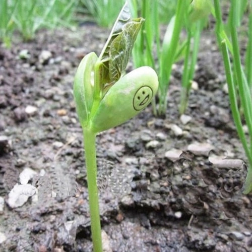 чарівні боби