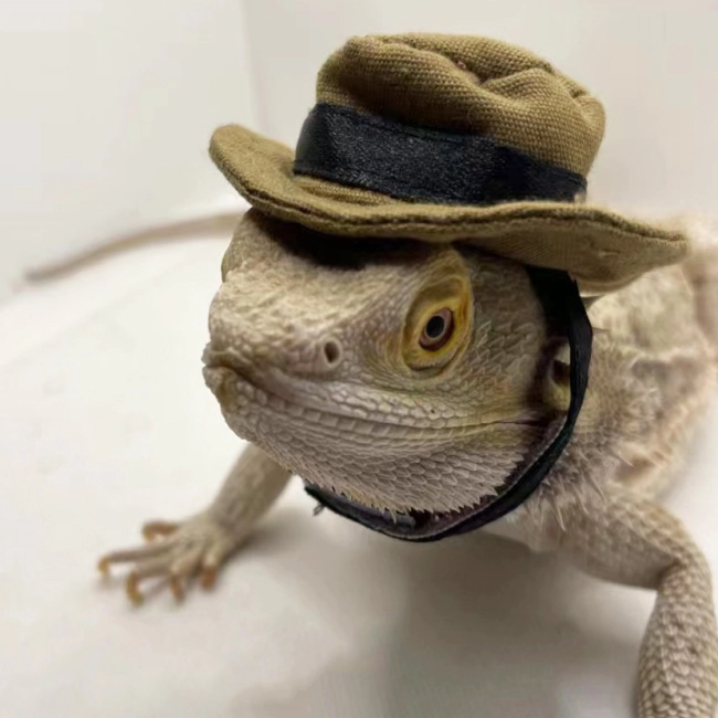 Шляпа для ящерицы