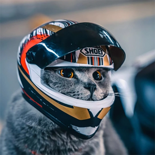 шлем для кота
