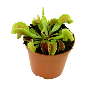 венера мухоловка