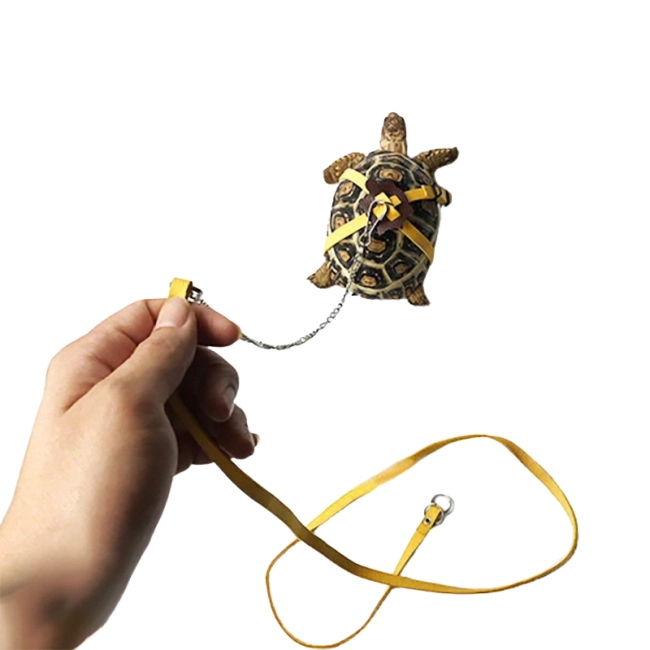 поводок для выгула черепахи