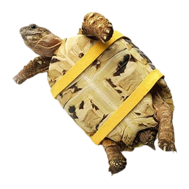 черепаший поводок