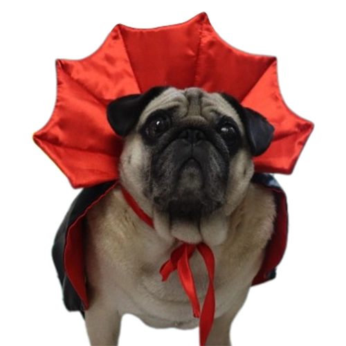 Плащ вампіра для собак