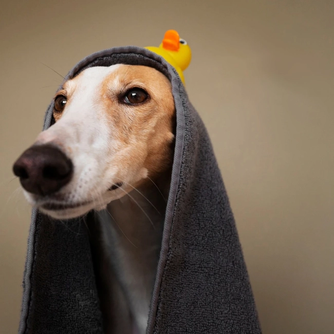 быстросохнущее полотенце для животных