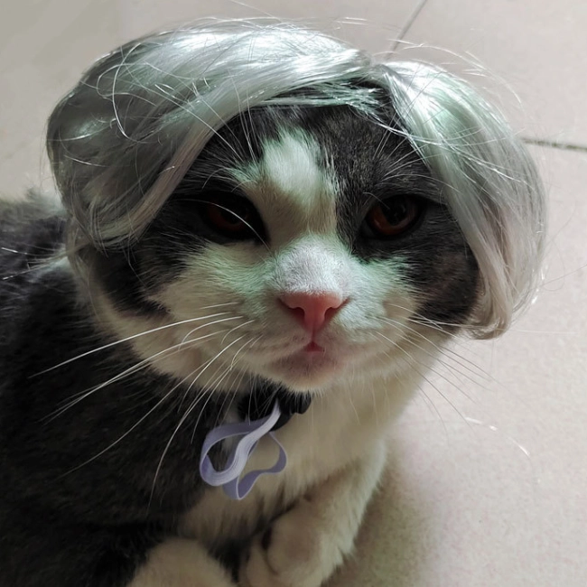 Перука для кота