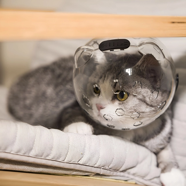 Кошачий шлем