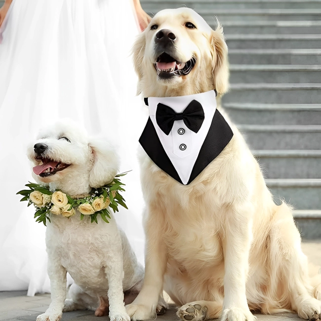 Cмокинг на собаку