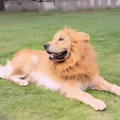 костюм на хэллоуина для собаки