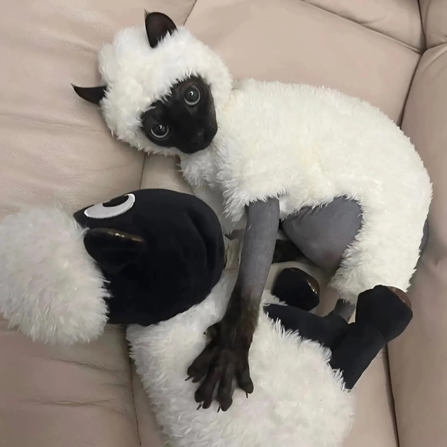 Одяг на кота