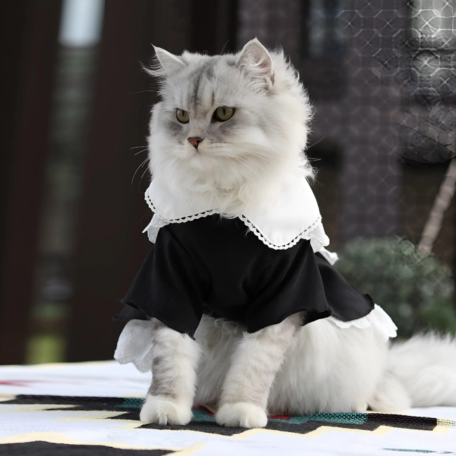 костюм для кішки з чепчиком