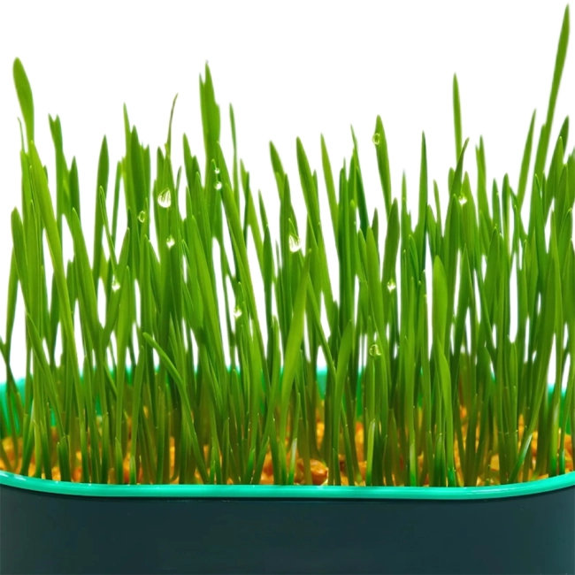 лоток для выращивания травы