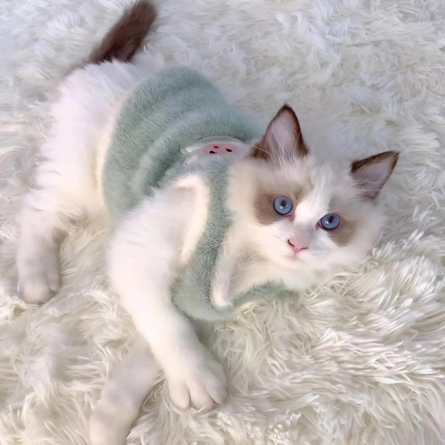 жилетка для кота