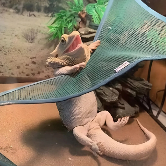 гамаки з присосками