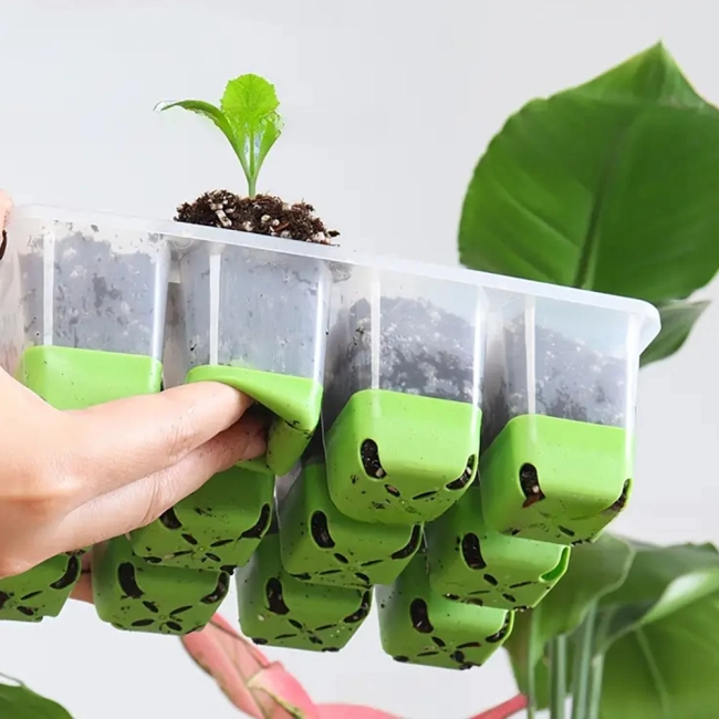 домашній парник для рослин