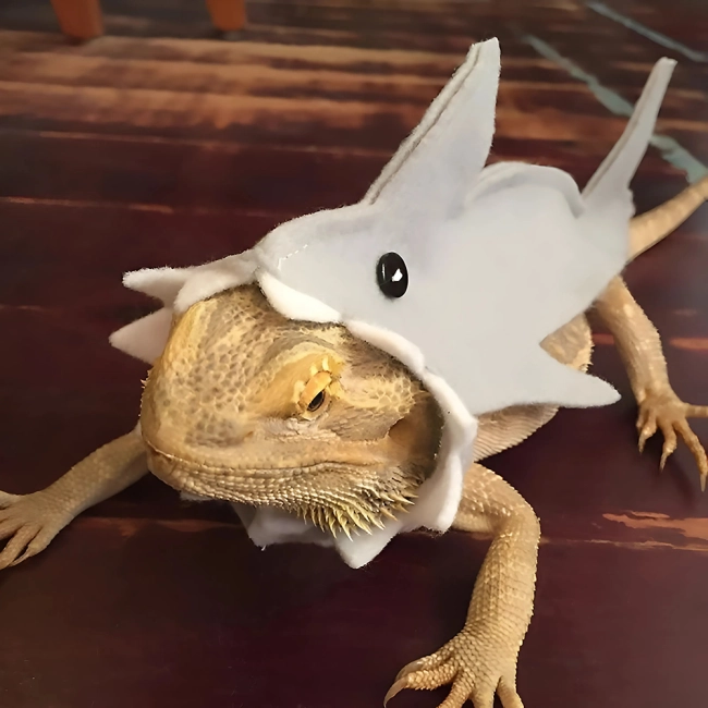 одежда для ящерицы