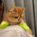 тапочки для котика