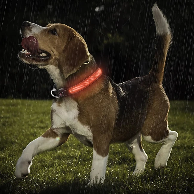 ошейник для собак для прогулки