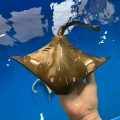 іграшка з дистанційним керуванням