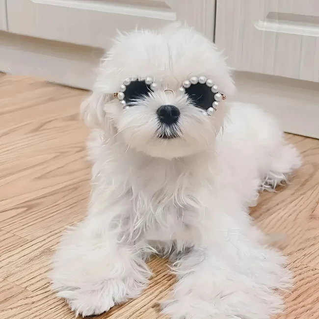 солнцезащитные очки для кота