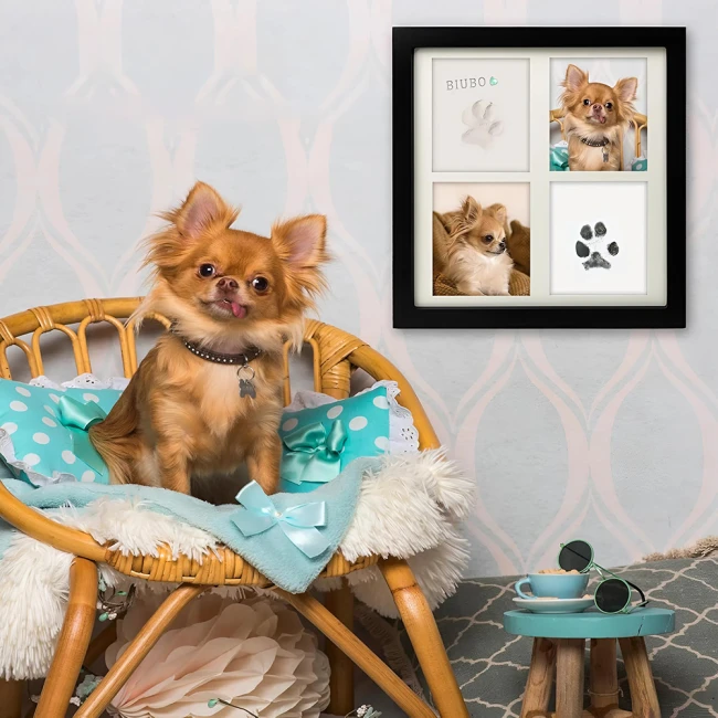 відбитки лап у рамці