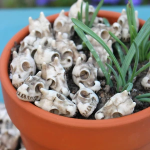 міні-черепи