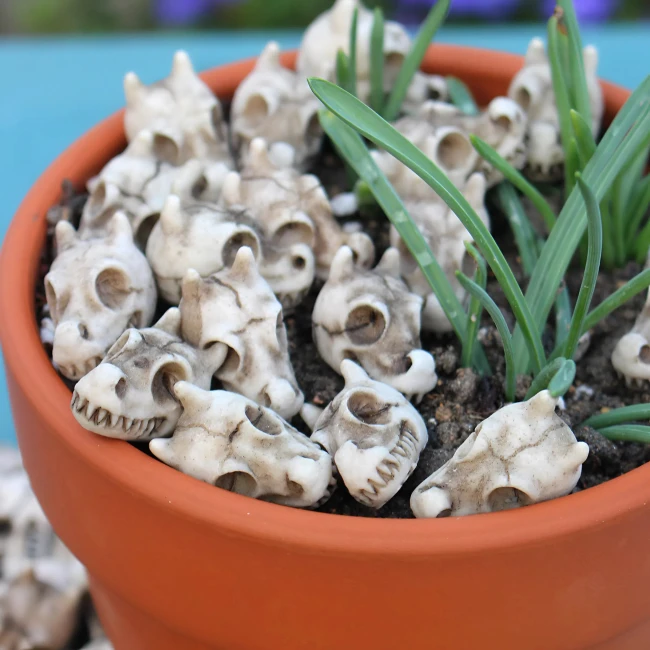 міні-черепи