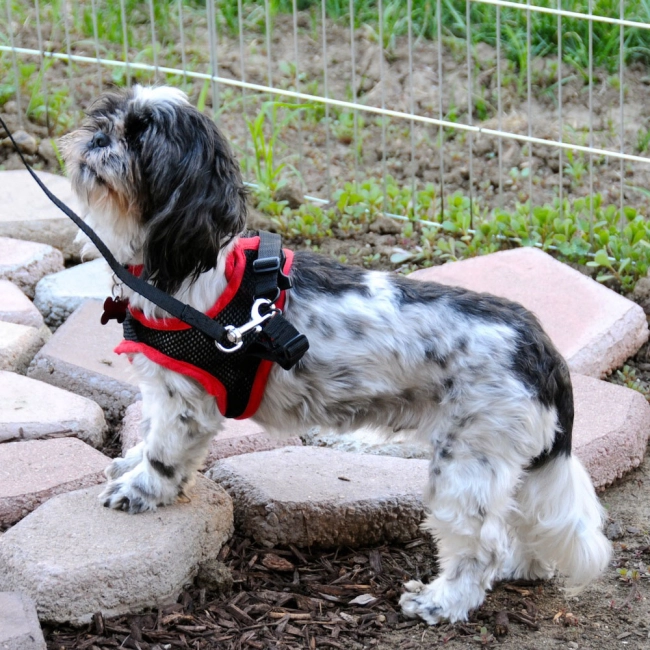 поводок для собаки шлейка