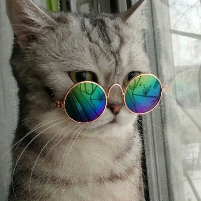 круглі окуляри для кота