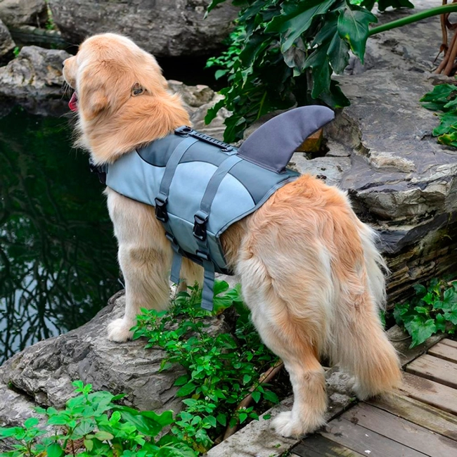 собачий жилет